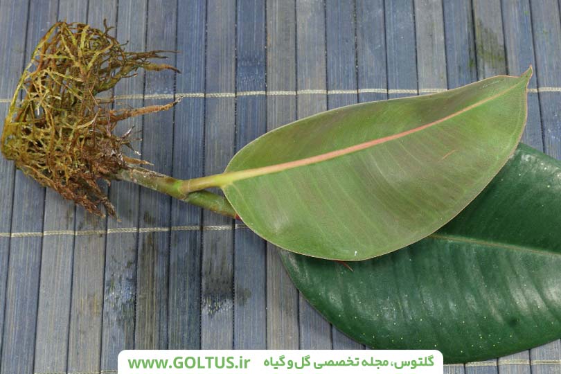 فیکوس الاستیکا