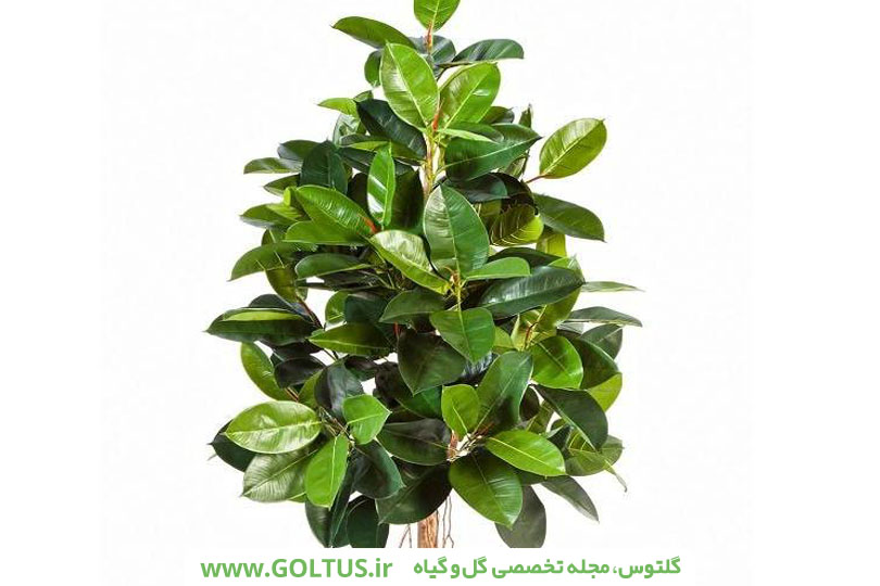 فیکوس الاستیکا