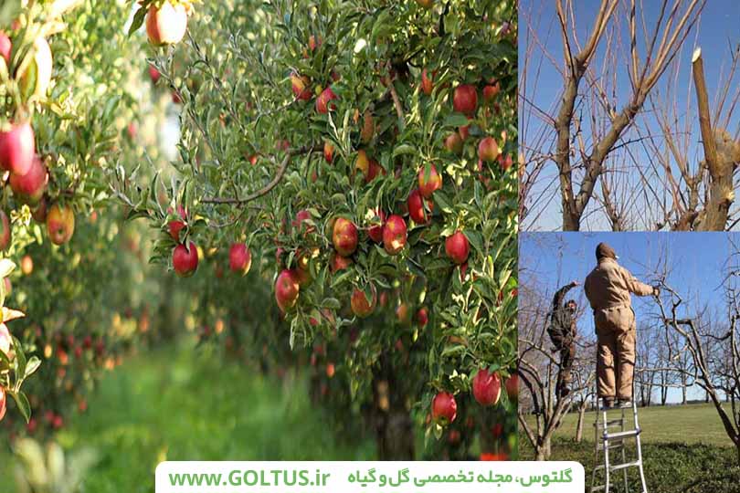 هرس درخت سیب