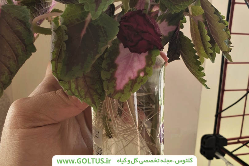 گل حسن یوسف