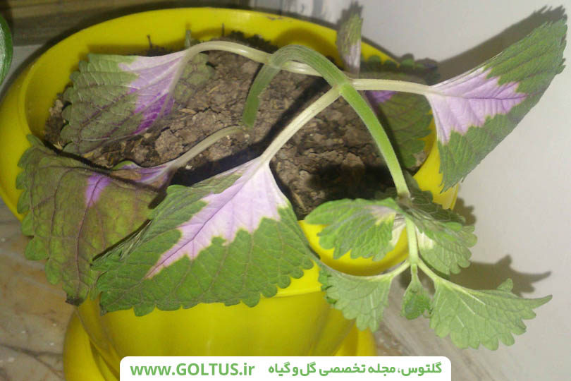 گل حسن یوسف