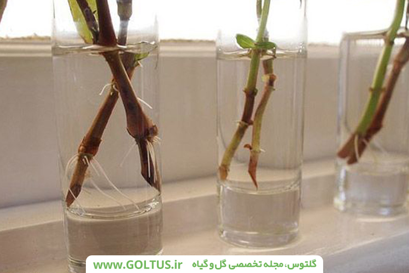 انگور-درخت مو- تاک