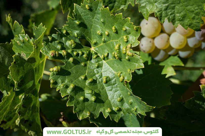 انگور-درخت مو- تاک