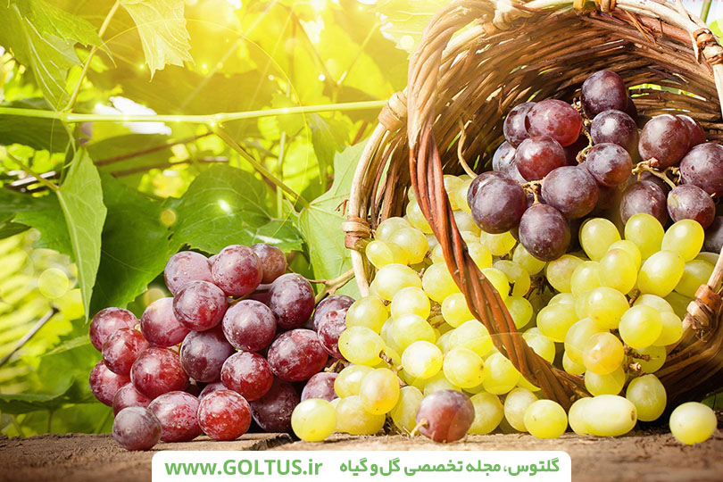 انگور- درخت مو- تاک