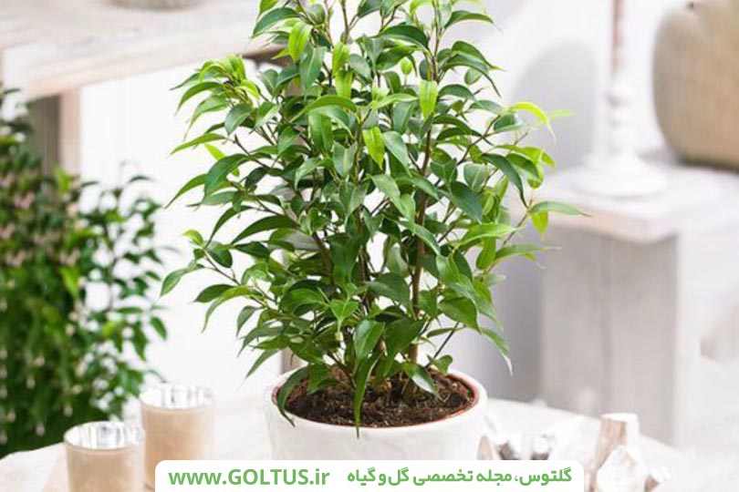 فیکوس بنجامین