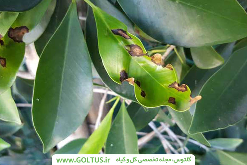 فیکوس بنجامین