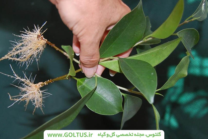 فیکوس بنجامین