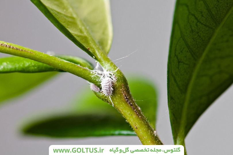 مهمترین دلایل زردی برگ گلهای آپارتمانی