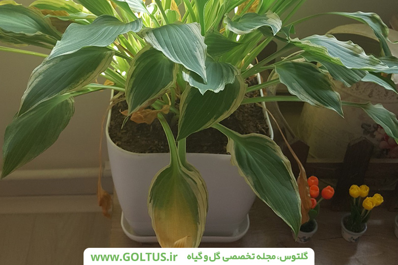 معرفی و نحویه پرورش گل هوستا
