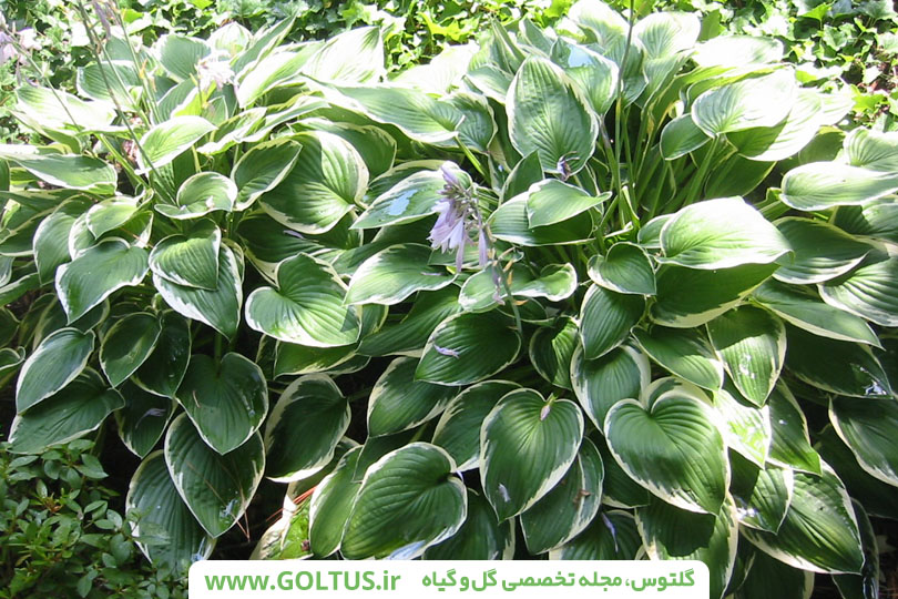 معرفی و نحویه پرورش گل هوستا