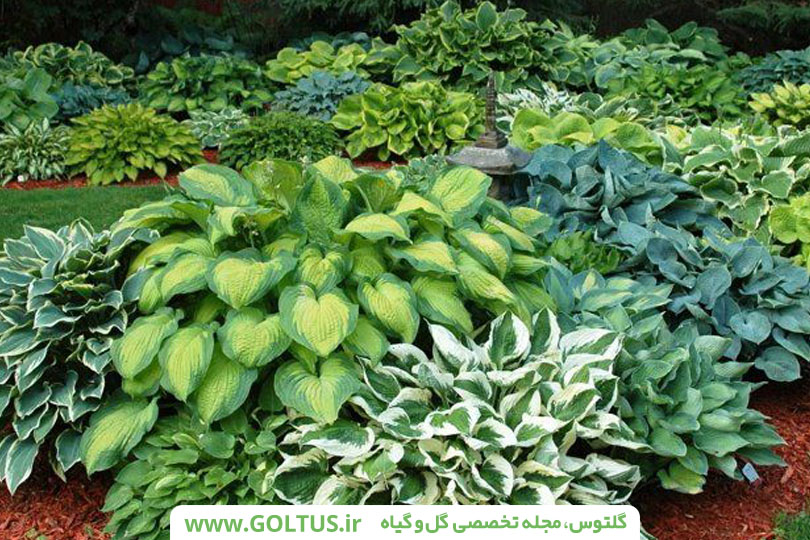 معرفی و نحویه پرورش گل هوستا