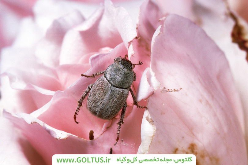 گیاه آزالیا- خرزهره هندی