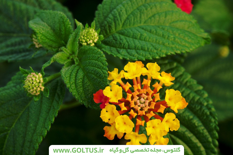 گیاه شاهپسند درختچه‌ای