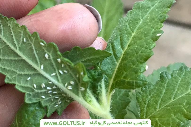 گیاه شاهپسند درختچه ای