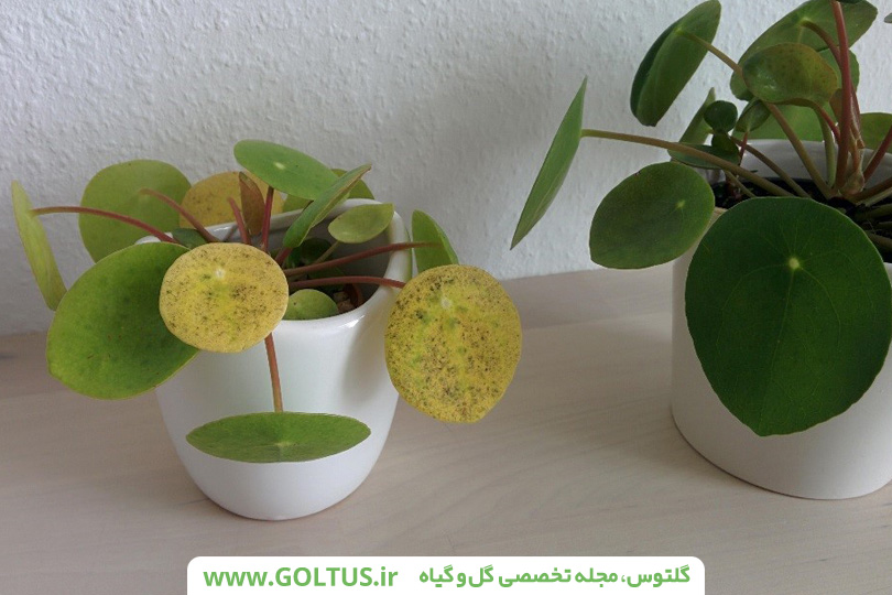 گیاه پول چینی