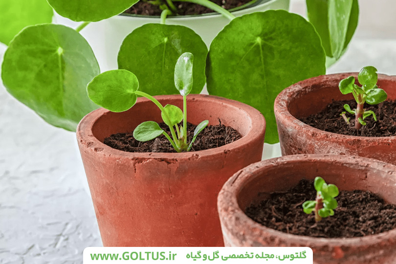 گیاه پول چینی