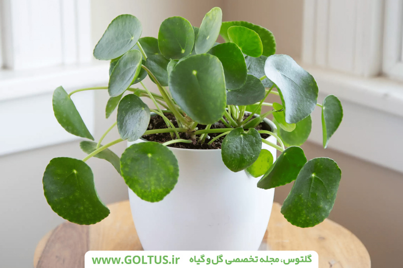 گیاه پول چینی