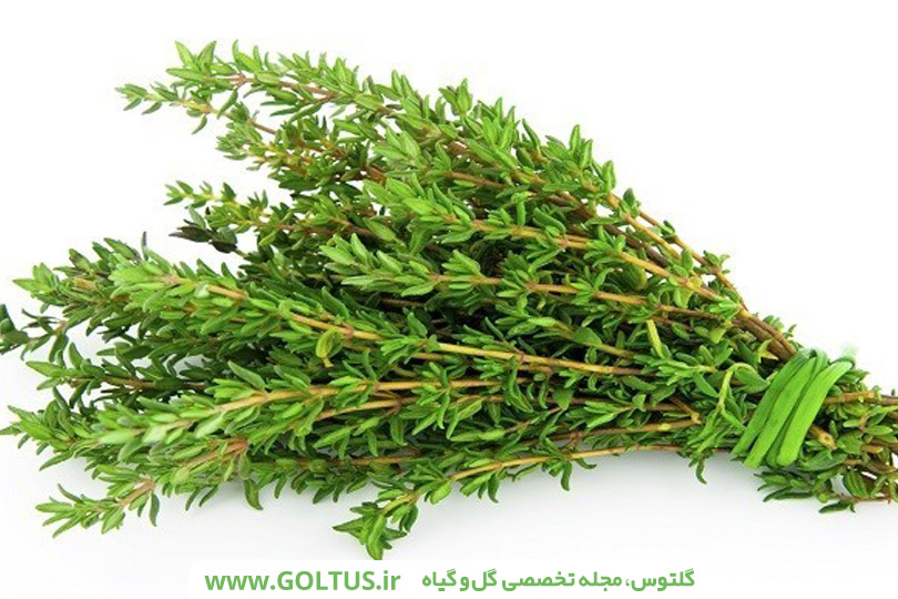 خواص دمنوش آویشن