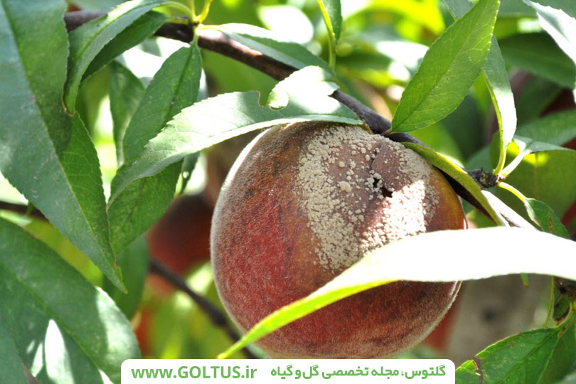 درخت هلو