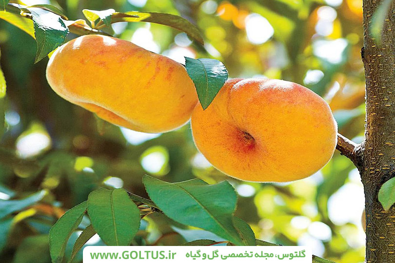 درخت هلو