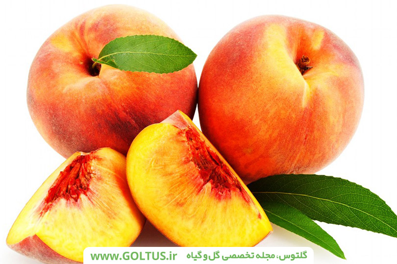 درخت هلو