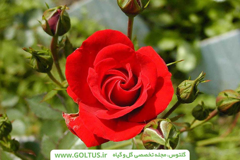 مطالبی مفید درمورد گل رز