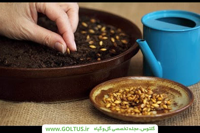 مطالبی مفید درمورد پرورش گل رز