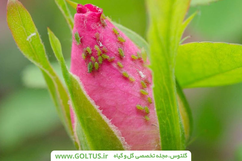 مطالبی مفید درمورد پرورش گل رز
