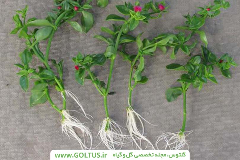 گل ناز یخی