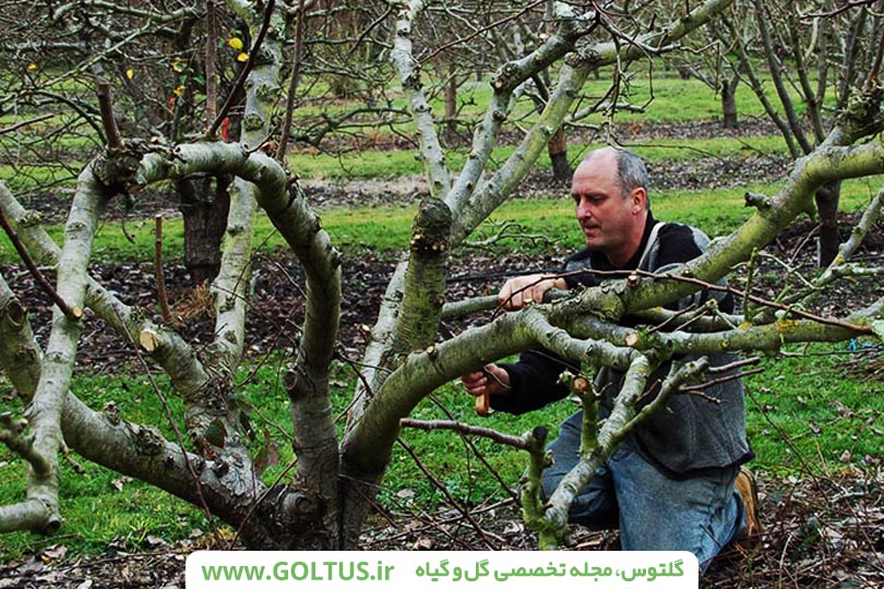 همه چیز درباره درخت گلابی و نحویه کاشت اصولی آن