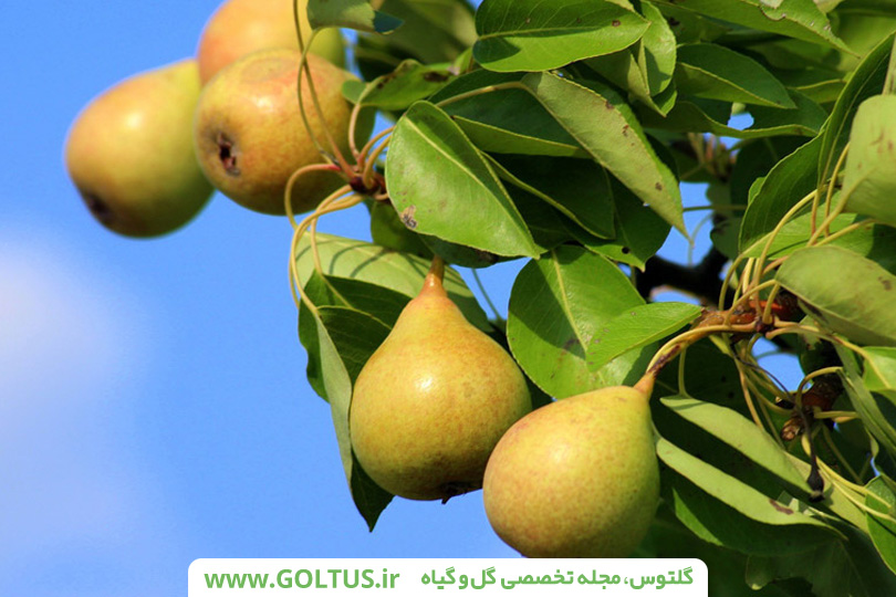 همه چیز درباره درخت گلابی و نحویه کاشت اصولی آن