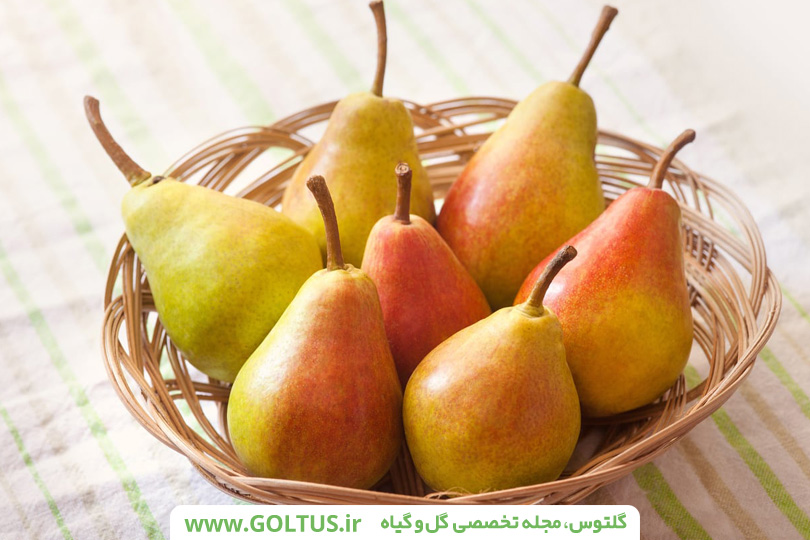 همه چیز درباره درخت گلابی و نحویه کاشت اصولی آن