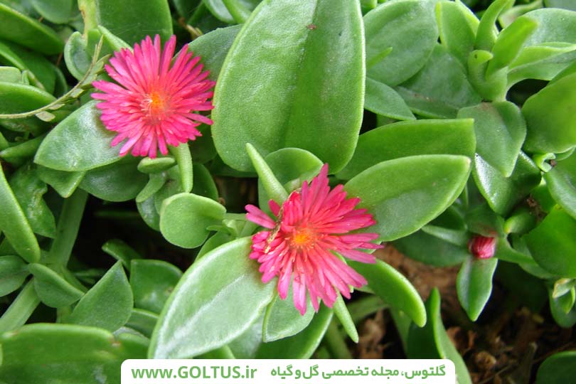 گل ناز یخی