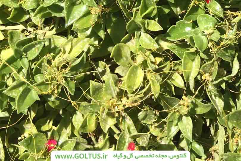 گل ناز یخی