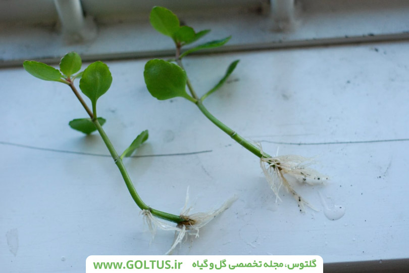 گیاه کالانکوئه