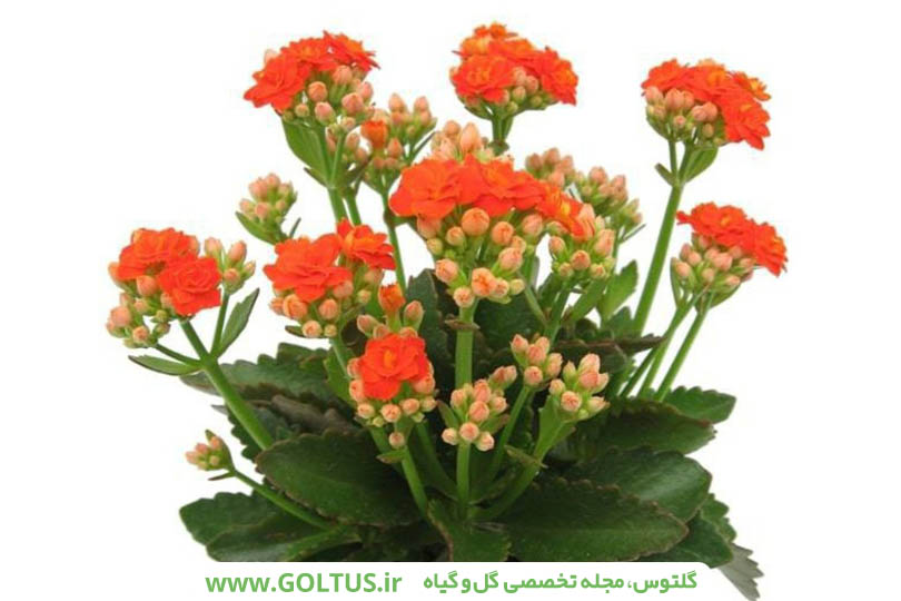 گیاه کالانکوئه