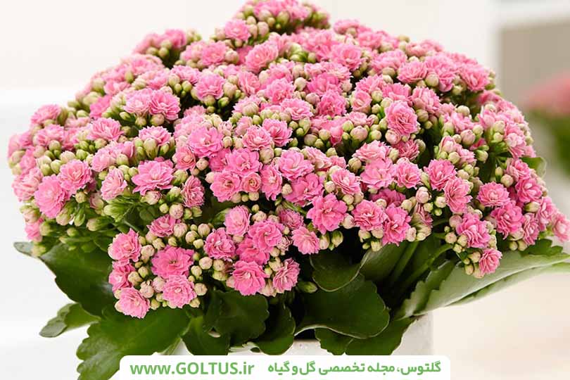 گیاه کالانکوئه