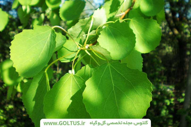 درخت سپیدار