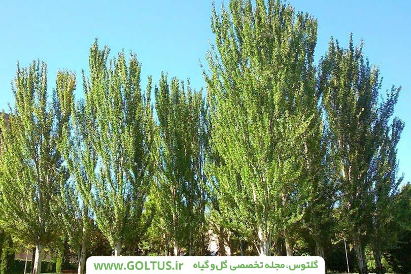 درخت سپیدار