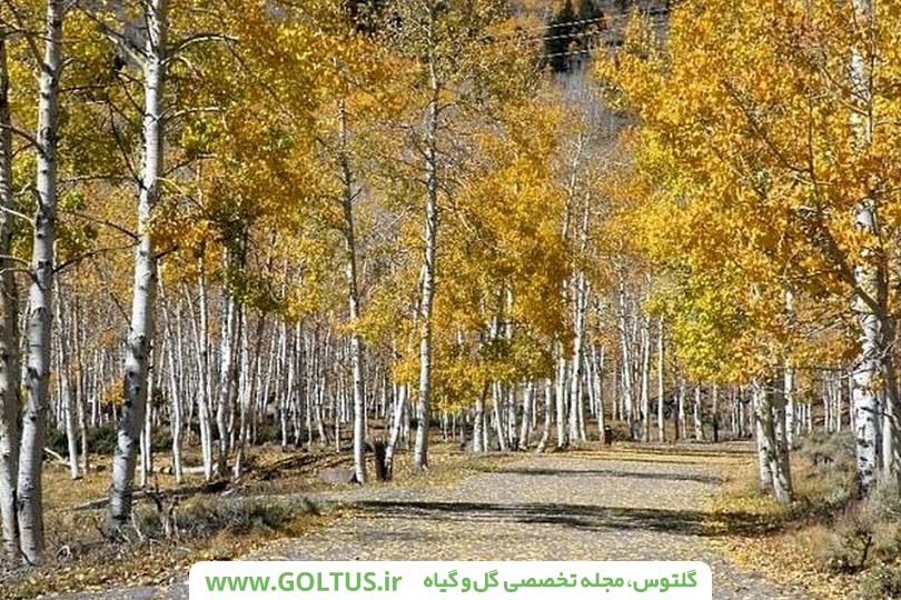 درخت سپیدار