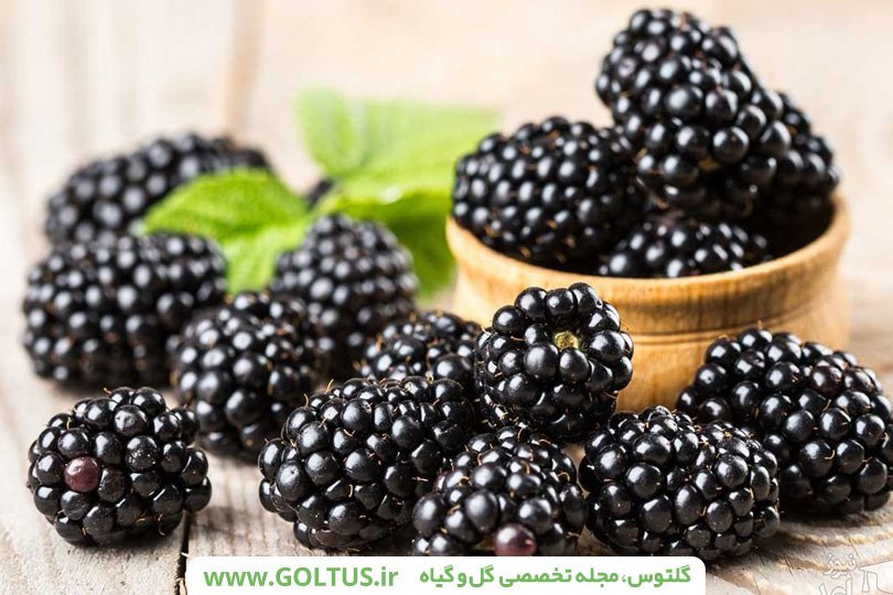 درخت شاهتوت