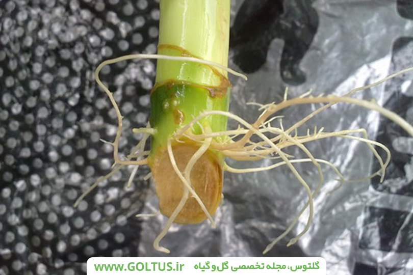 درخت شاه‌توت