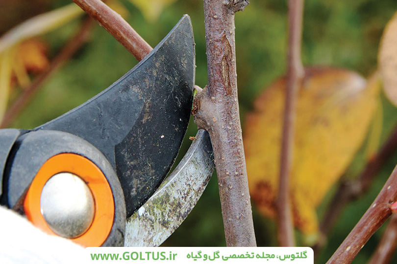 درخت شاه‌توت