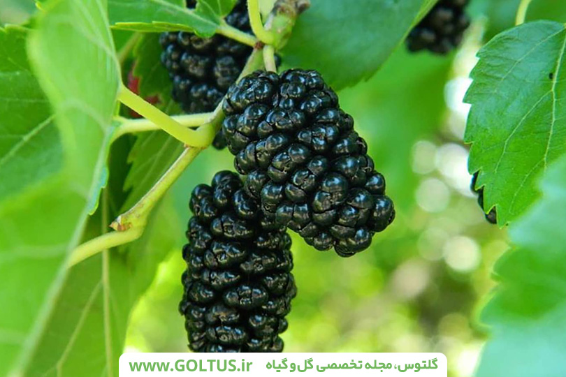 درخت شاه‌توت