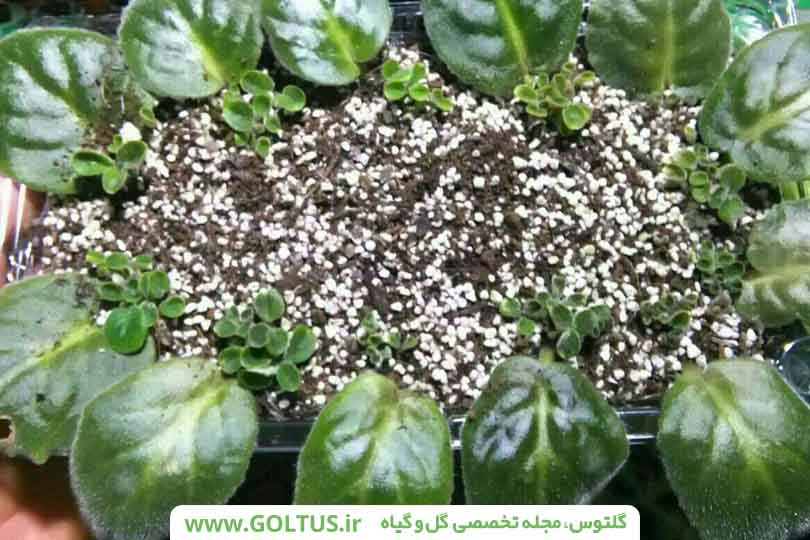 گل بنفشه آفریقایی