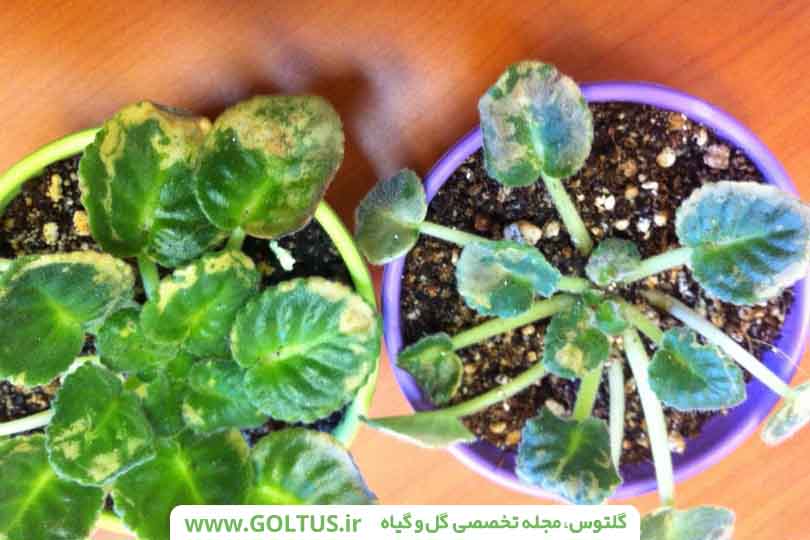 گل بنفشه آفریقایی