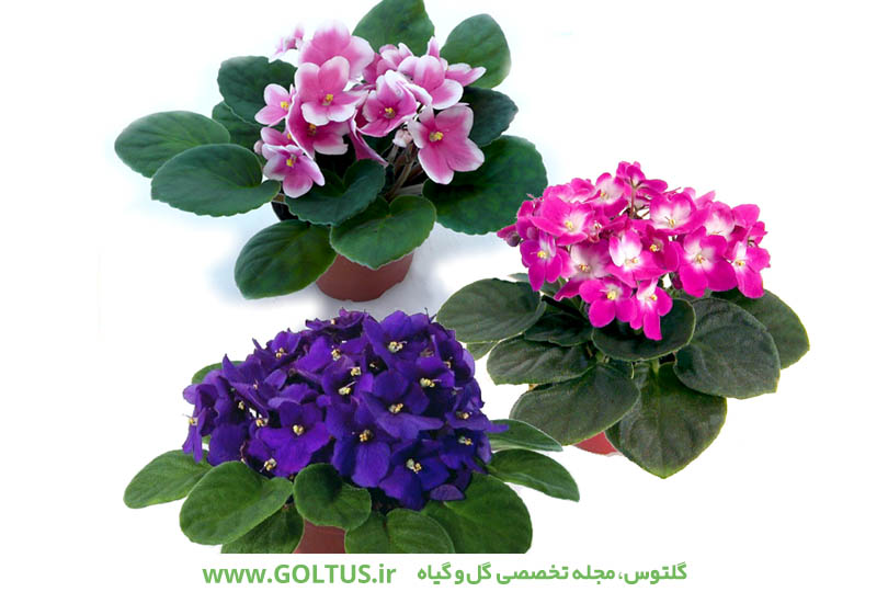 گل بنفشه آفریقایی