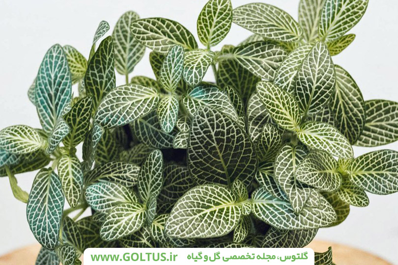 گل فیتونیا-پوست ماری- برگ نعنایی