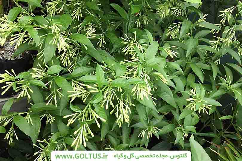 گیاه محبوبه شب