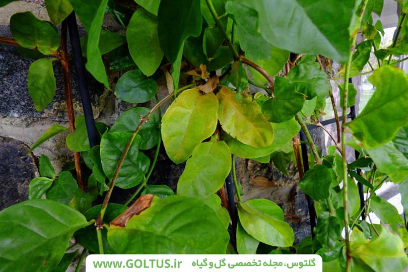 گیاه محبوبه شب